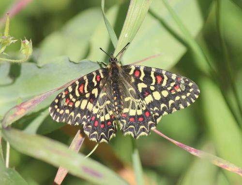Zerynthia rumina